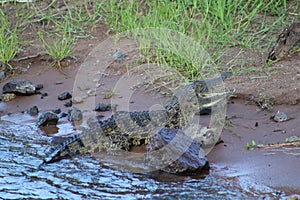 Crocodile basking in the sun