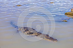 A crocodile basks by the edge of Lake Baringo