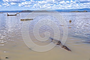 A crocodile basks by the edge of Lake Baringo photo