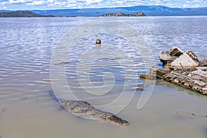 A crocodile basks by the edge of Lake Baringo photo