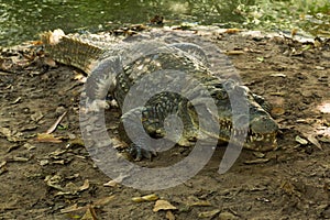 A crocodile basks in the heat of Gambia, West Africa