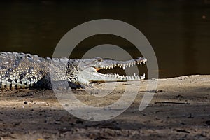 Crocodile at beach in Tamarindo Beach Costa Rica