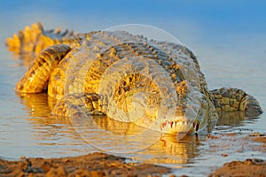 Crocodile with beautiful evening light. Nile crocodile, Crocodylus niloticus, with open muzzle, in the river bank, Okavango delta