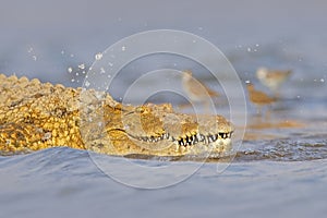 Crocodile with beautiful evening light. Nile crocodile, Crocodylus niloticus, with open muzzle, in the river bank, Okavango delta