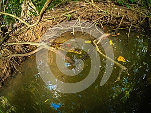 Crocodile Bebe Hidden In Marshland photo