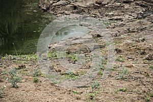 Crocodile and bird by a water hole, Kruger National Park, South Africa