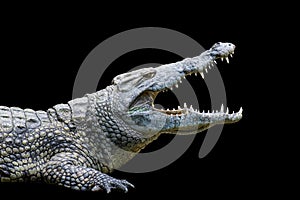 Crocodile on black background