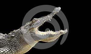 Crocodile on a black background