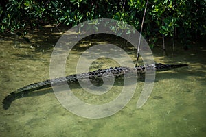 Crocodile at Boca Paila, Reserva Sian Ka'an, Riviera Maya, Mexic