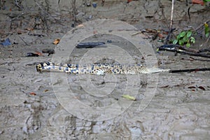 Crocodile in Borneo, Malaysia