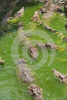 Crocodile breeding farm in Siem Reap, Cambodia