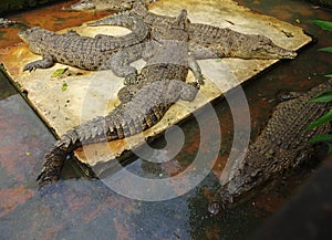 Crocodile breeding in Medan, North Sumatera,  Indonesia