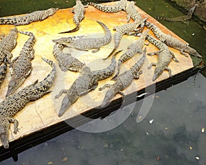 Crocodile breeding in Medan, North Sumatera,  Indonesia
