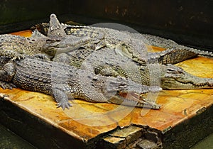 Crocodile breeding in Medan, North Sumatera,  Indonesia