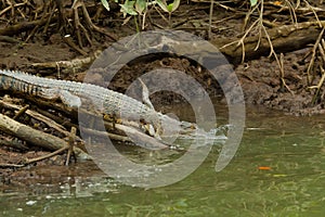 Crocodile in Brunei Darussalam