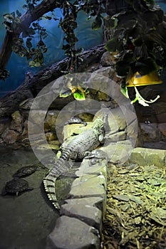 Crocodile caiman Caiman crocodilus and red-eared turtles Trachemys scripta in a terrarium. Zoo