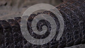 Crocodile or caiman or gator skin texture