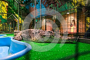 Crocodile in captivity