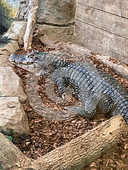 Crocodile in captivity
