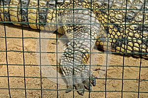 Crocodile in captivity photo