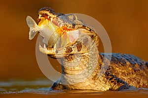 Crocodile catch fish in river water, evening light. Yacare Caiman, crocodile with fish in open muzzle with big teeth, Pantanal, Br