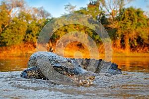 Crocodile catch fish in river water, evening light. Yacare Caiman, crocodile with piranha in open muzzle with big teeth, Pantanal,