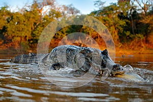 Crocodile catch fish in river water, evening light. Yacare Caiman, crocodile with piranha in open muzzle with big teeth, Pantanal