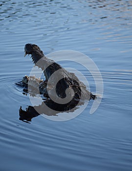 Crocodile catching fish