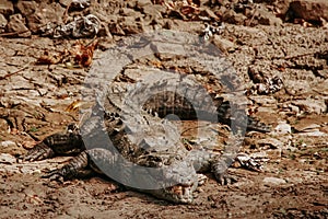 Crocodile in CaÃÂ±on del Sumidero Chiapas Mexico, mexican animals photo