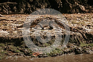 Crocodile in CaÃ±on del Sumidero Chiapas Mexico, mexican animals