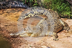 Crocodile and cement photo