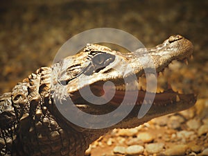 A crocodile or ceylon or an indopacific crocodile is a crocodile reptile.