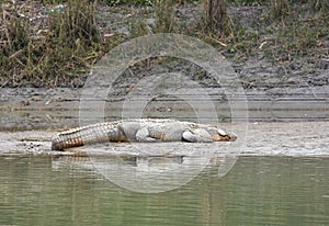 Crocodile at Chitwan national park in Nepal