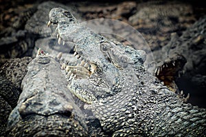 Crocodile crocodile- Cienaga de Zapata photo