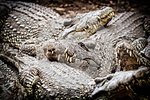 Crocodile crocodile- Cienaga de Zapata photo