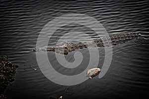 Crocodile crocodile- Cienaga de Zapata photo