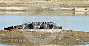 Crocodile in the city of lake, Bhopal
