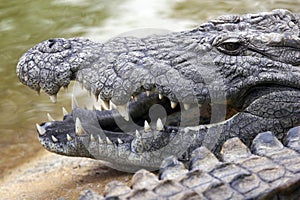 Crocodile close up