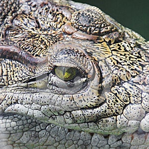 Crocodile close-up. Eye
