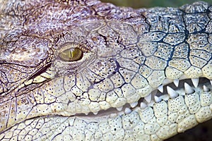 Crocodile