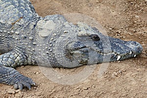 Crocodile