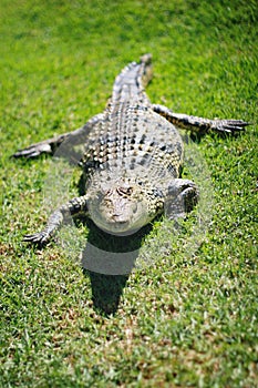 Crocodile Closeup