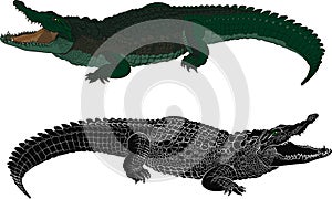 Crocodile color and black silhouette