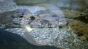 The crocodile is crawling. Close-up of a crocodile eye and sharp teeth. Dark blue reptile video. Oligator creeps slowly