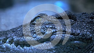 The crocodile is crawling. Close-up of a crocodile eye and sharp teeth. Dark blue reptile video. Oligator creeps slowly