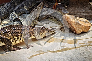 Crocodile is crawling to basking in the pond at the farm. Crocodile farming for breeding and raising of crocodilians in order to