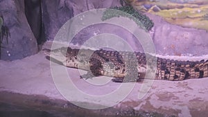A crocodile crawls on a stone in an aquarium