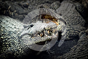 Crocodile crocodile- Cienaga de Zapata photo