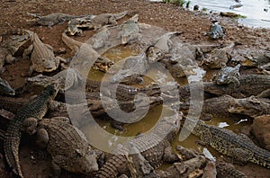 Crocodile on a crocodile farm photo