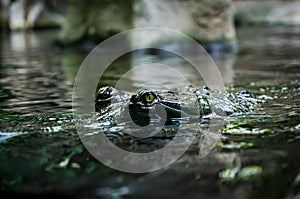 Crocodile. Crocodile`s eye reflects in water.Big Brown and Yellow Amphibian Prehistoric Crocodile